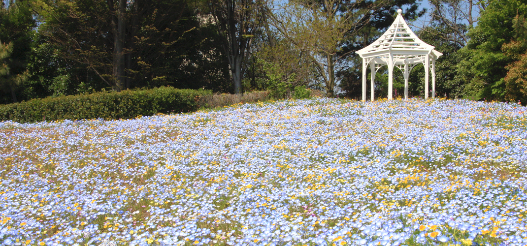 花好きにたまらない！愛知の美しい花畑と景色を巡る癒し旅