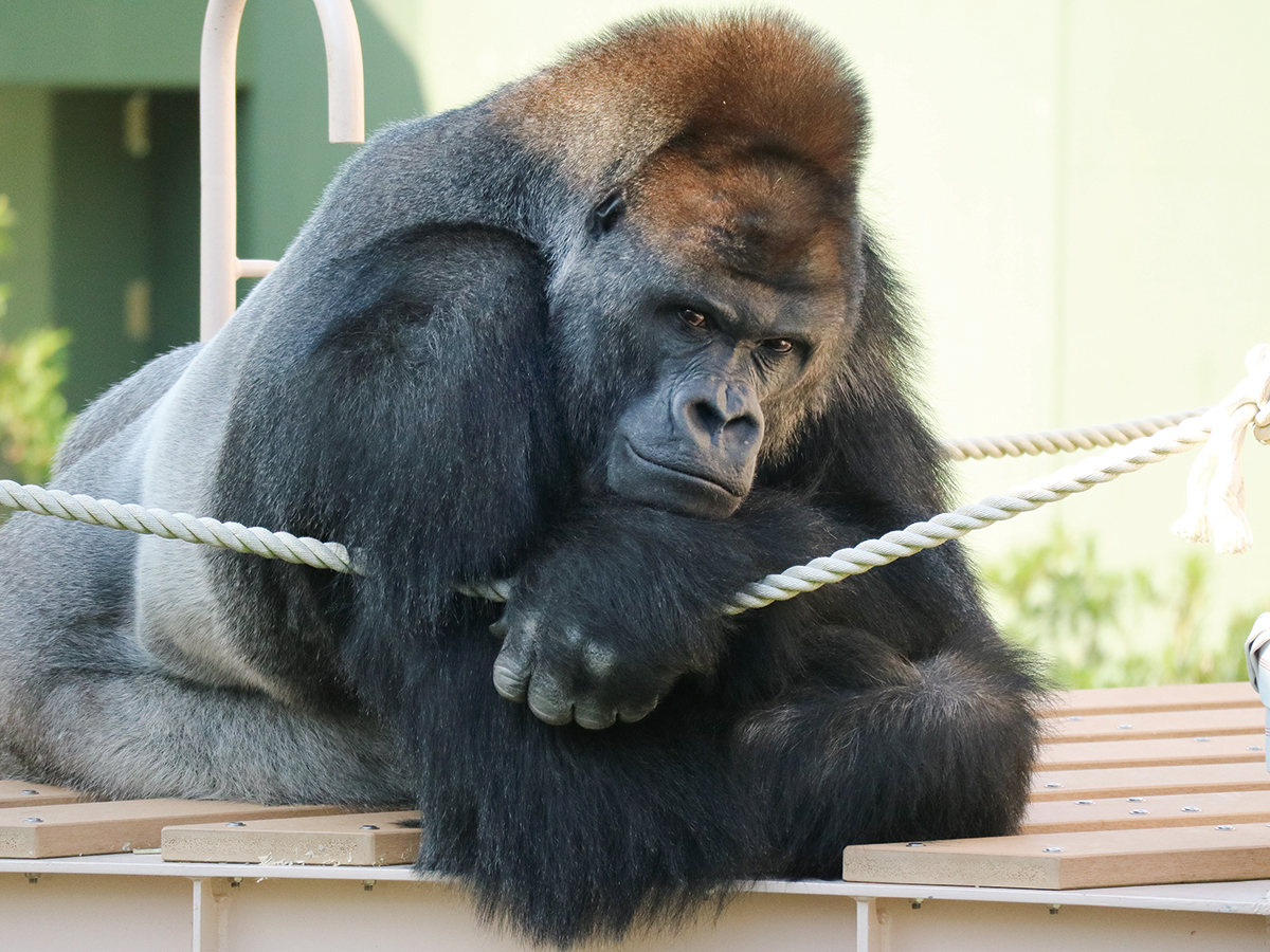 東山動植物園と東山スカイタワー