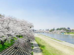 岡崎の桜まつり