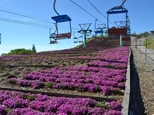 茶臼山高原のスキー場と芝桜