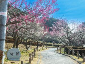 赤塚山公園 梅まつり