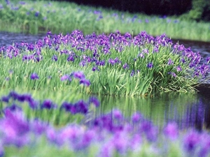 小堤西池のカキツバタ群落