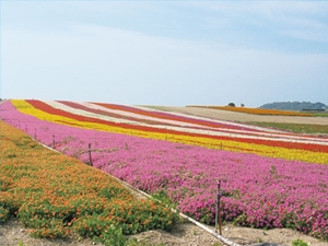 Tourism Farm Hana Hiroba