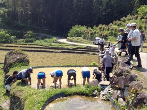 Yotsuya Senmaida Terraced Rice terraces 