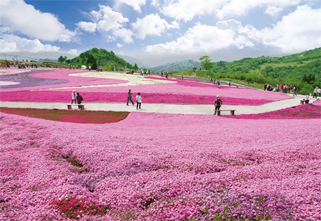 茶臼山高原の芝桜