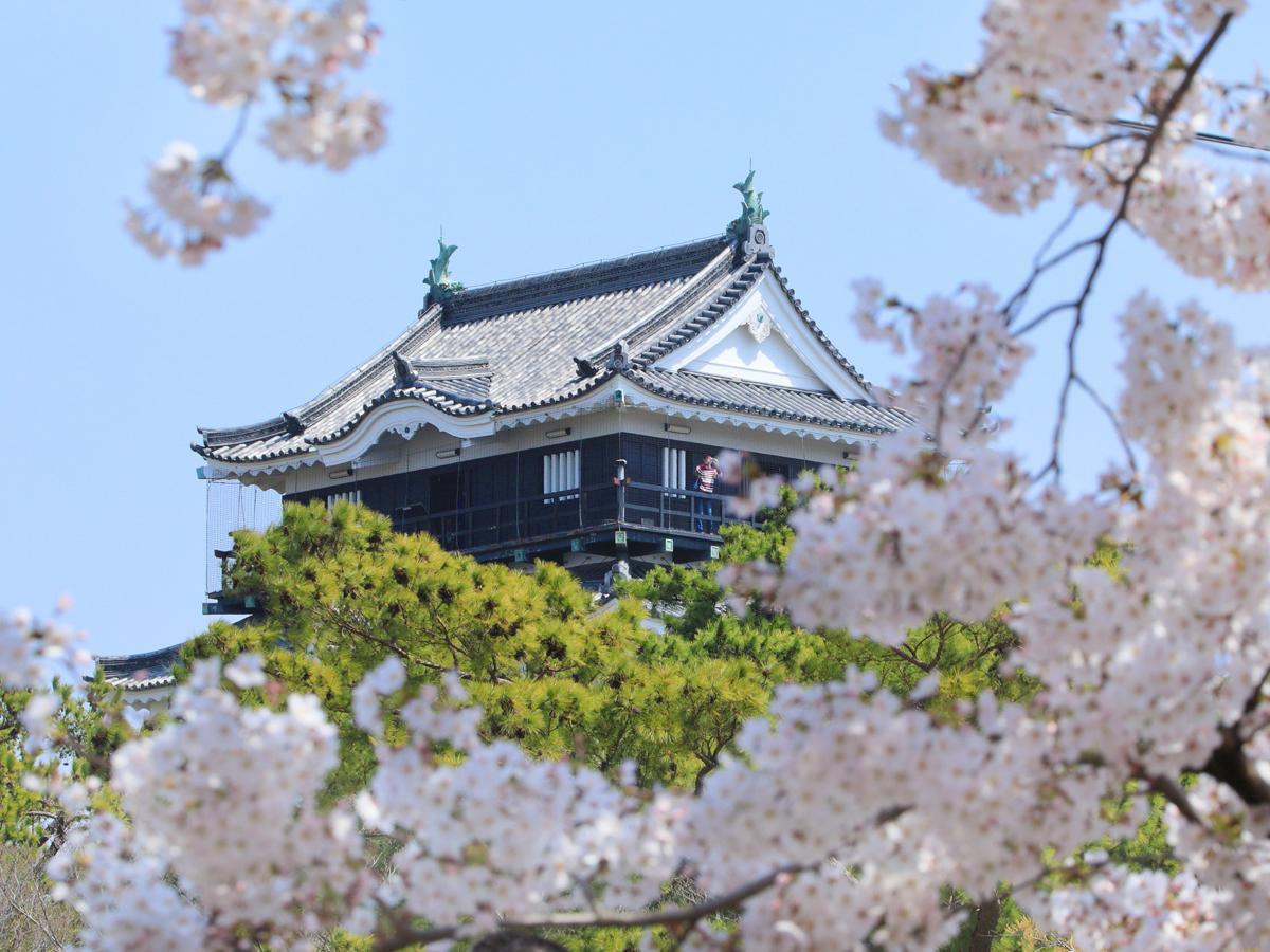 Okazaki: Cherry Blossom Festival