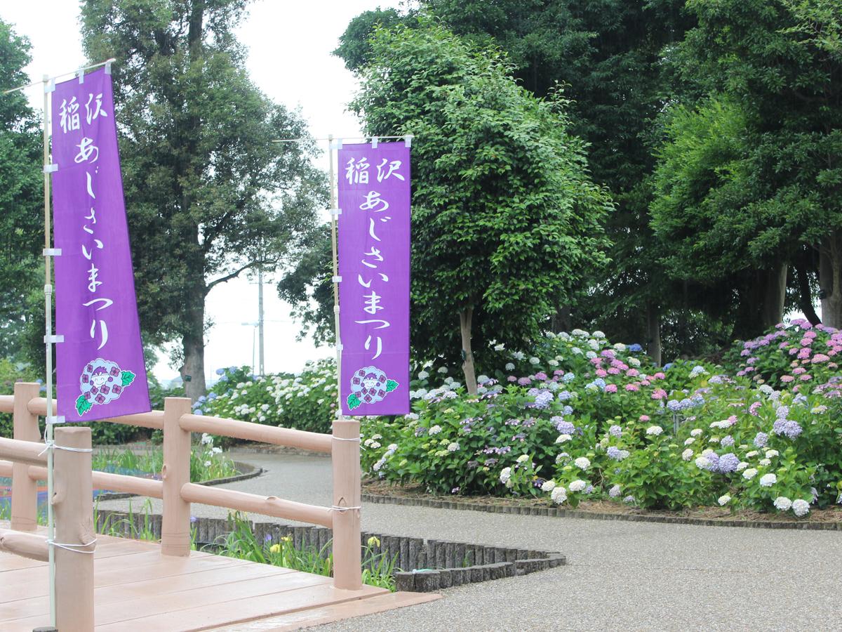 Festival Bunga Hortensia Inazawa “Taman Bersejarah Otsuka Shokaiji/Kuil Shokaiji”