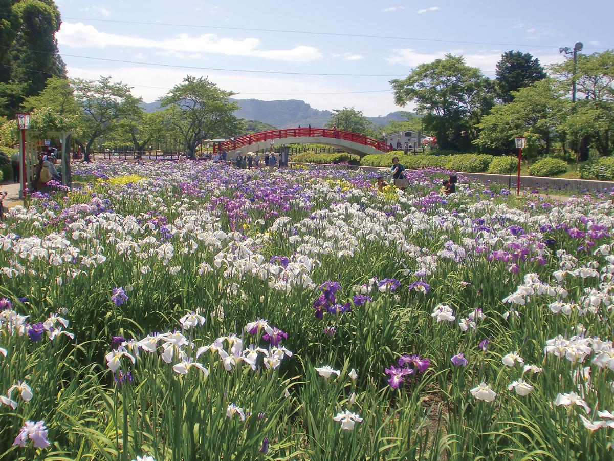 Festival Bunga Iris “Taman Bunga Iris Kamo”
