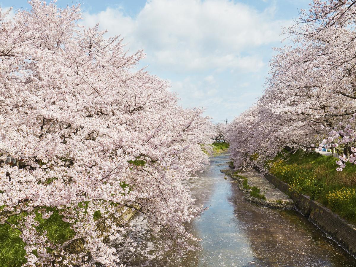Lễ hội hoa anh đào sông Iwakura Gojo