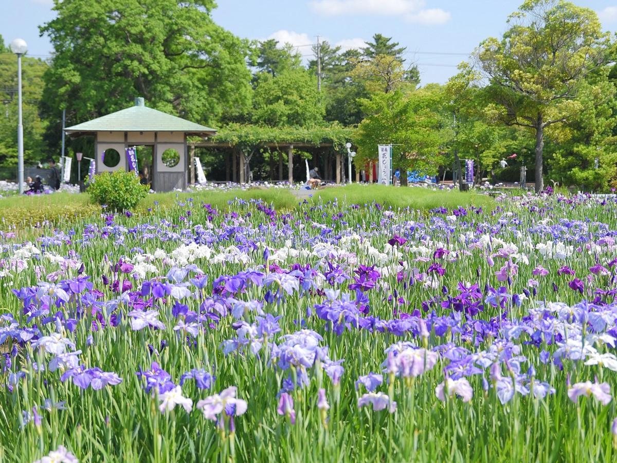 Festival Bunga Iris Jepang “Taman Bermain Aburagafuchi/Kuil Oninji”