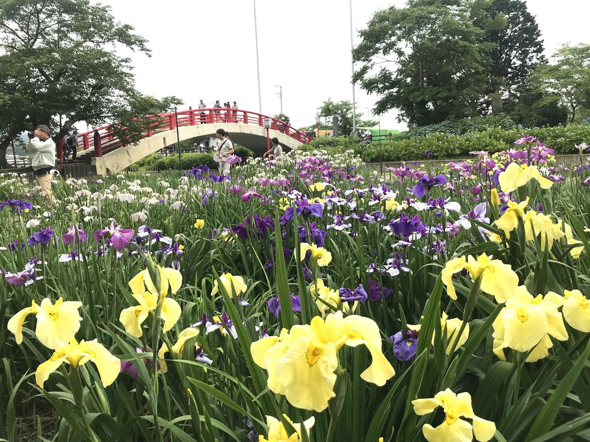 Festival Bunga Iris “Taman Bunga Iris Kamo”