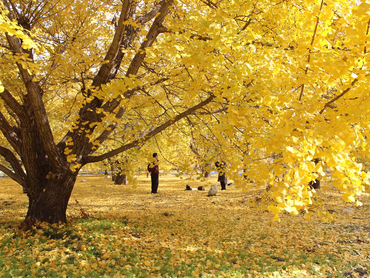 Sobue Ginkgo Yellow Leaves Festival