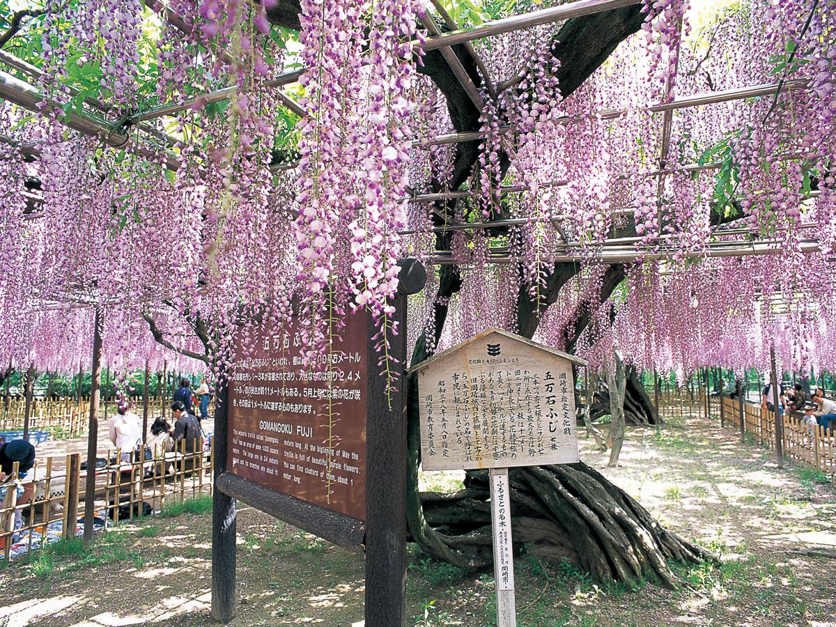 Festival Bunga Wisteria Gomangoku “Taman Okazaki”
