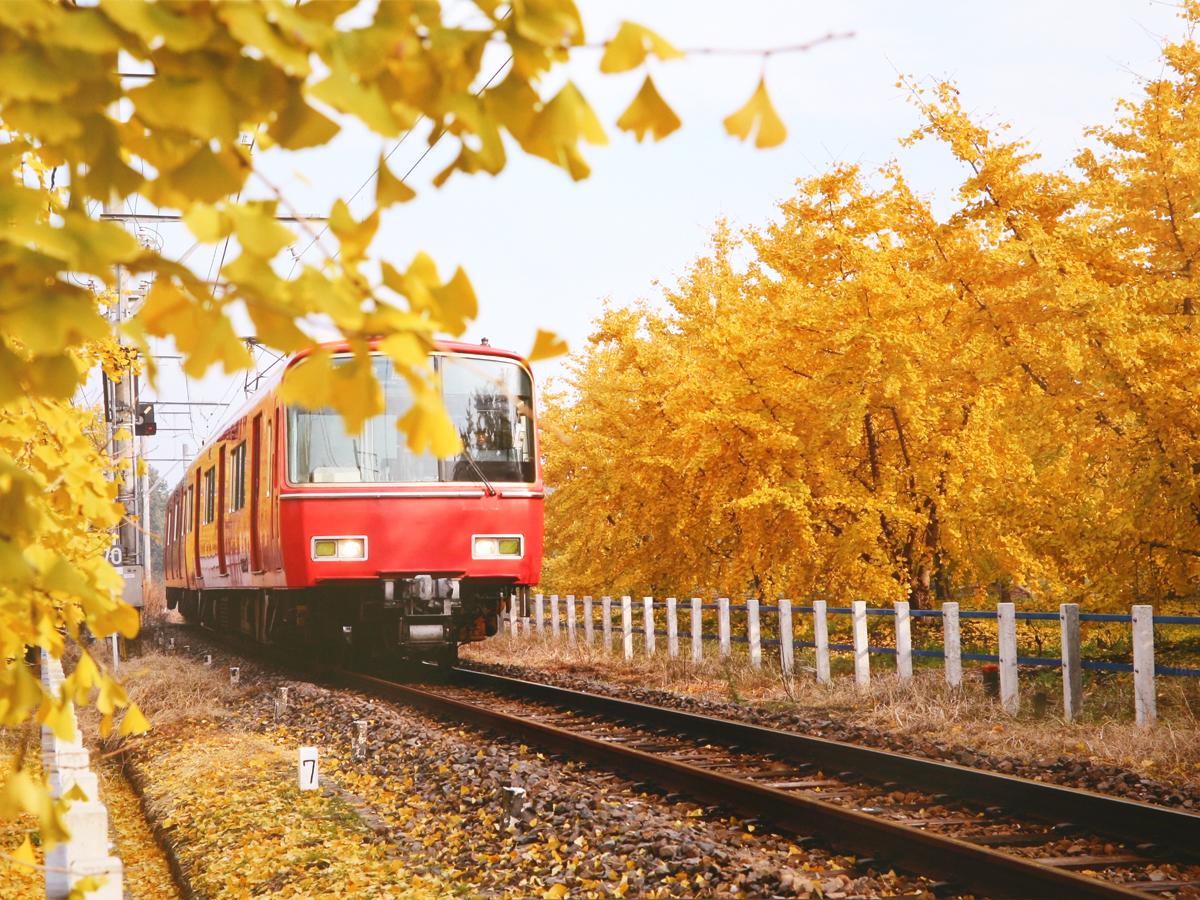 Sobue Ginkgo Yellow Leaves Festival