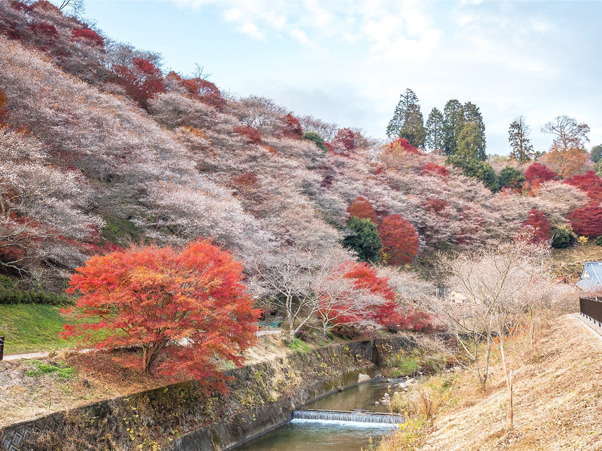 Tout savoir sur Aichi