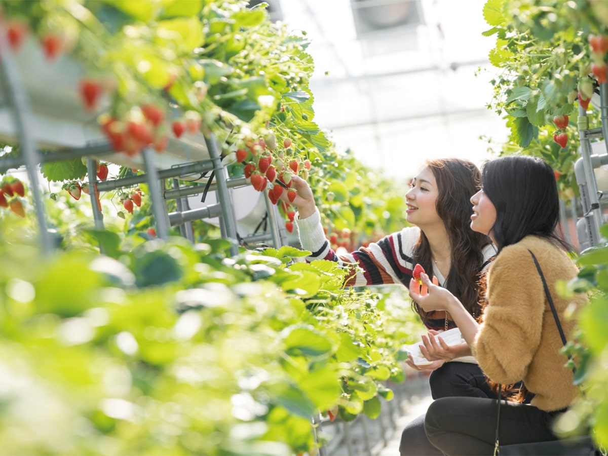 Strawberry picking