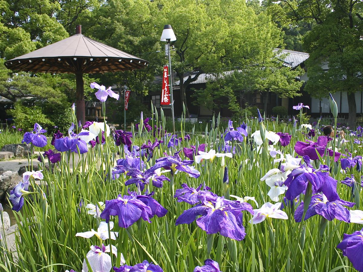 Festival Bunga Iris Jepang “Taman Chiryu”