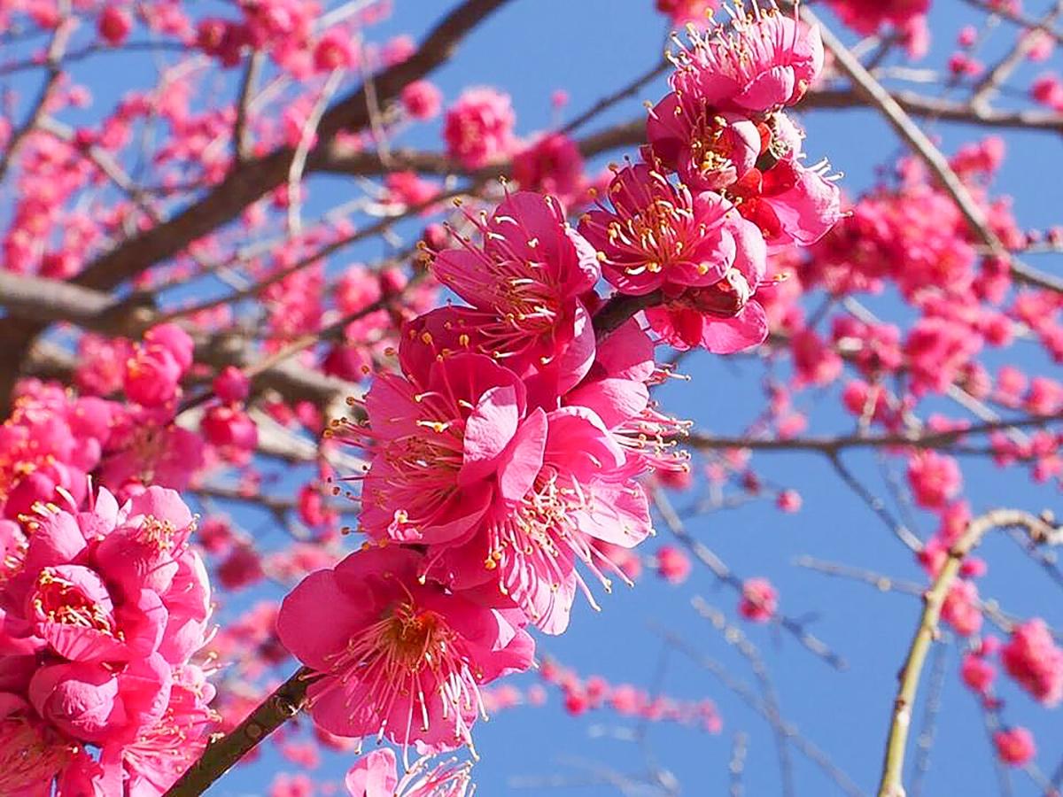 Festival Bunga Plum Taman Akatsukayama