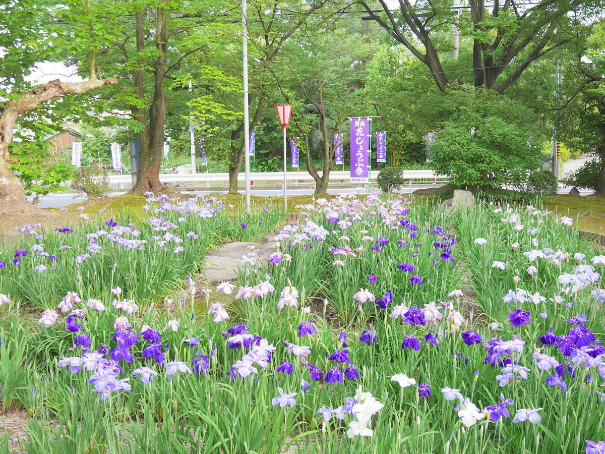 Festival Bunga Iris Jepang “Taman Bermain Aburagafuchi/Kuil Oninji”