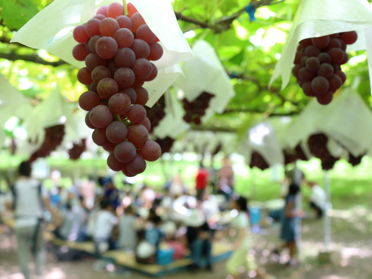 Okazaki Komadachi Grape Picking 