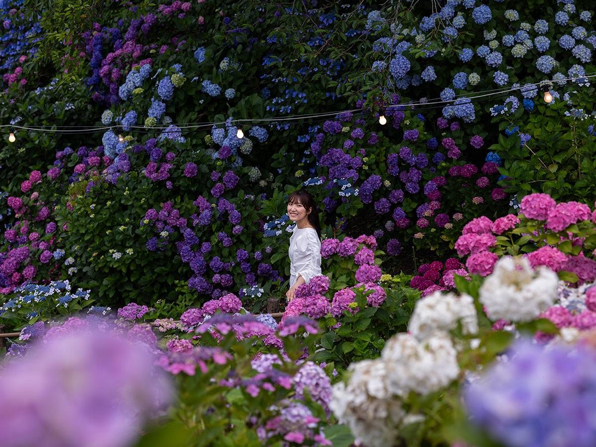 Katahara Hot Spring Hydrangea Festival