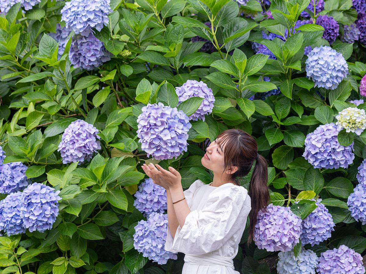 形原温泉 紫阳花节