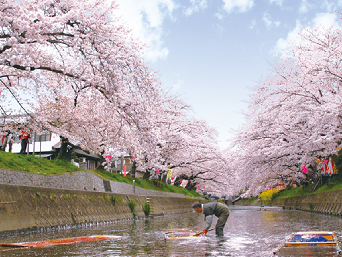 Iwakura Cherry Blossom Festival【April】