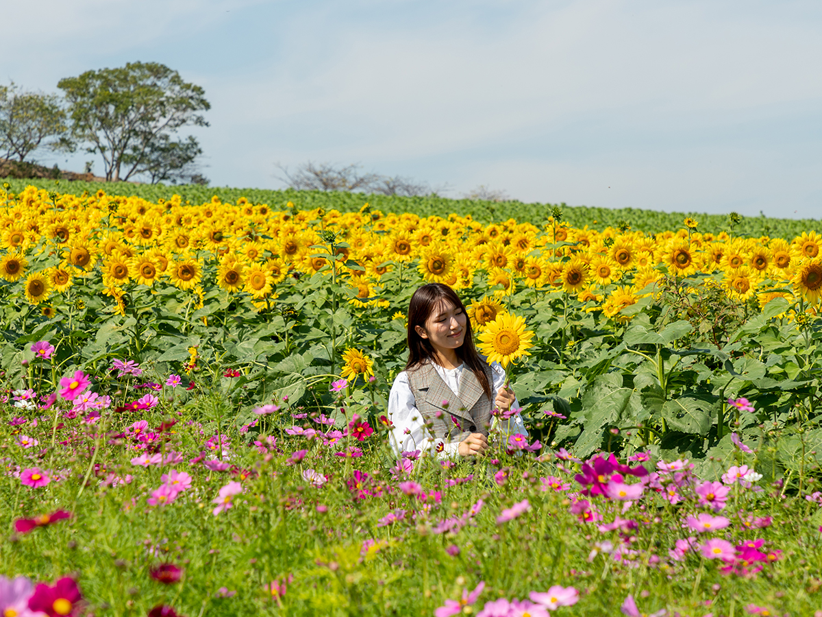 Sunflower and Cosmos Fields