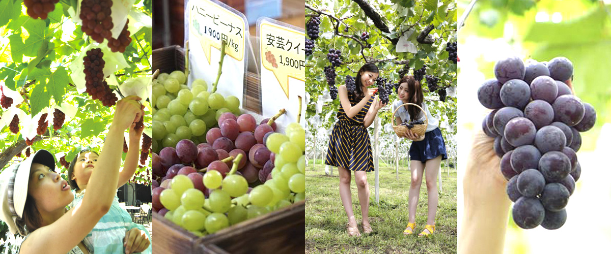 Grape Picking Feature