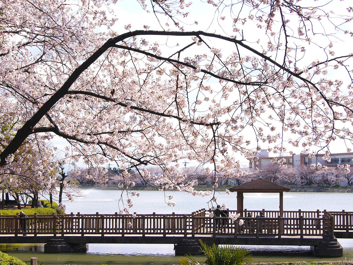 三崎水辺公園桜のライトアップ