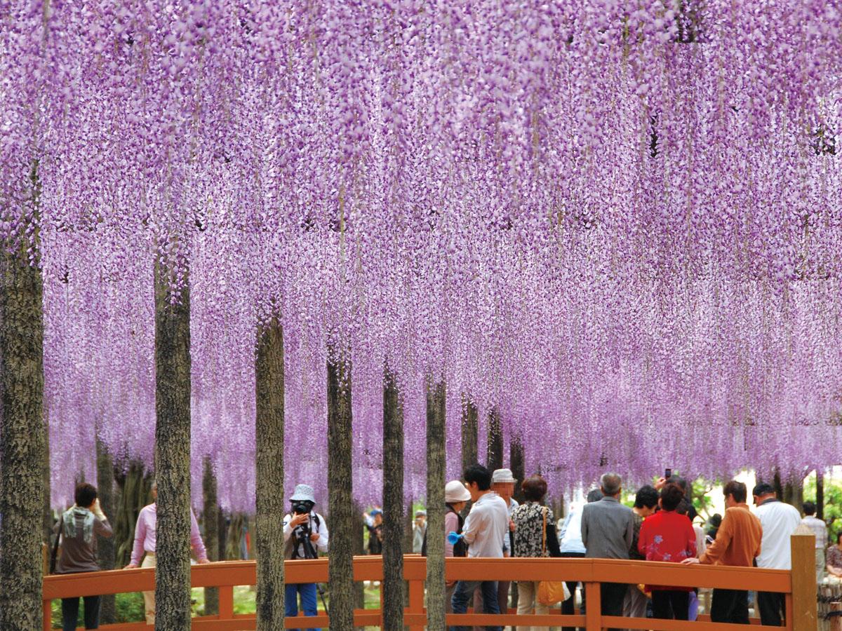오와리 쓰시마 등나무 축제 (쓰시마 시・천왕사 공원)