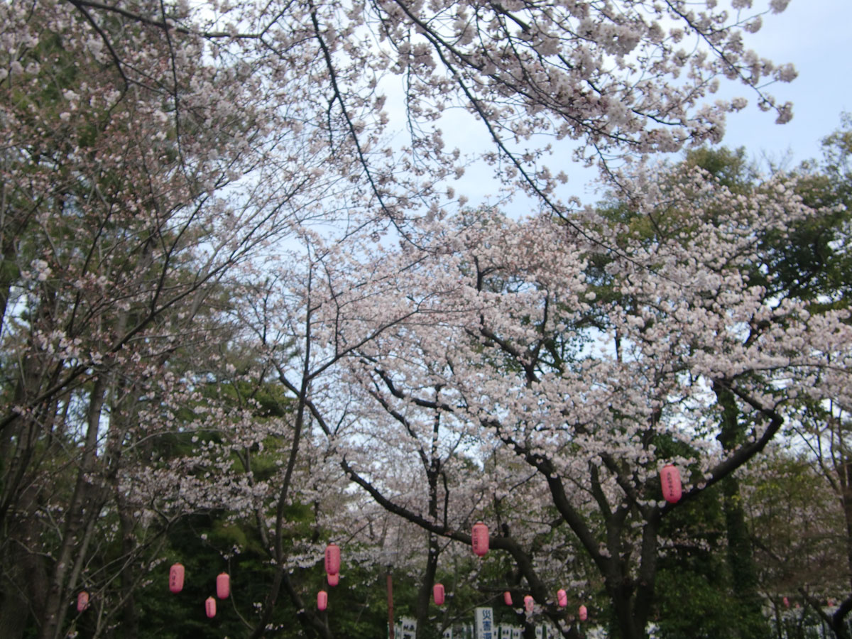 大山緑地の千本桜