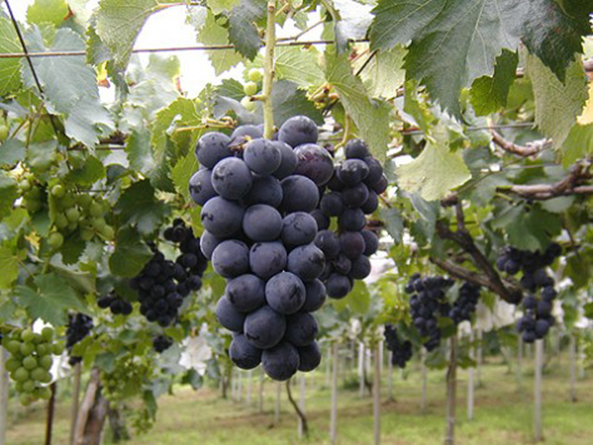 Obu Grape Picking (Obu Budogari)