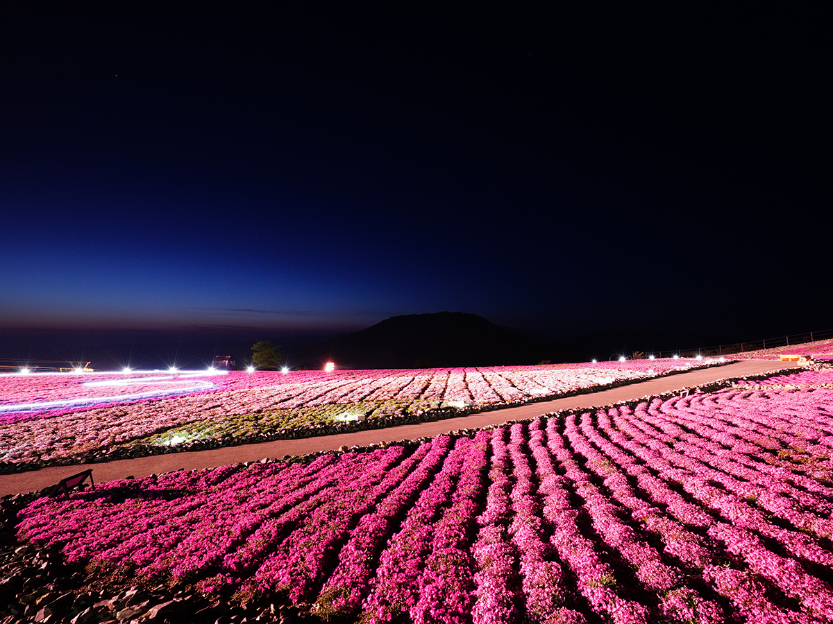 茶臼山高原芝桜