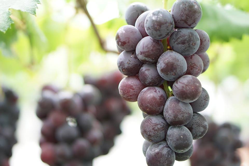 Higashiura Vineyards Grape Picking (Higashiura Budo)