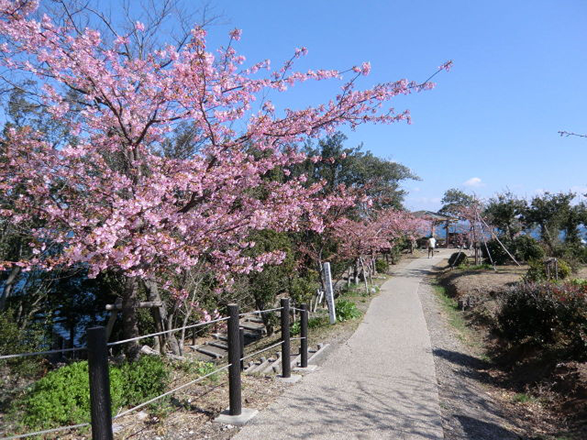 聖崎公園の河津桜