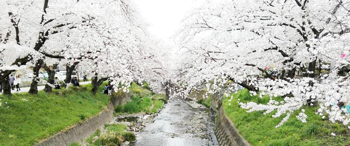 在爱知县欣赏象征日本文化的樱花