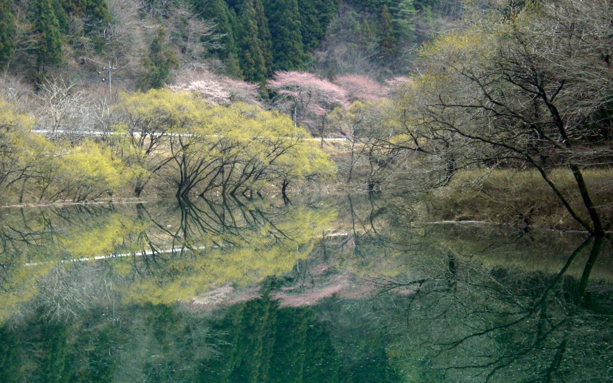 みどり湖の桜が水鏡になっている様子