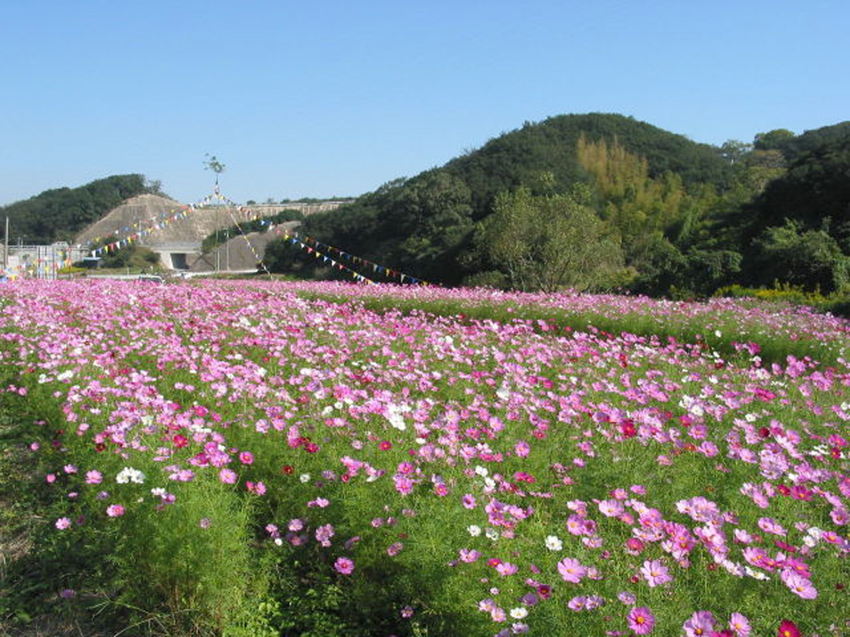Minami Chita Cosmos Highway