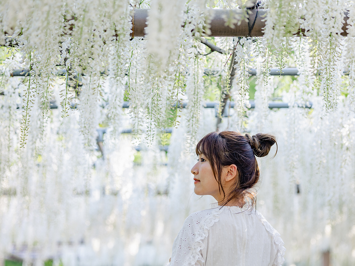 曼陀罗寺公园 江南藤花节