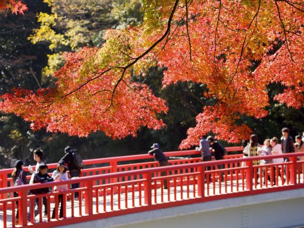 Aichi's Miso Fermentation Culture and Famous Autumn Colors at Korankei Course
