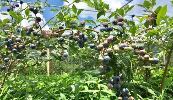藍莓農園　淺金