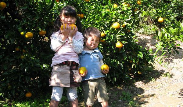 Utsumi Mandarin Orange Picking (Utsumi Mikangari)