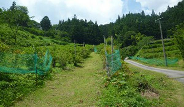 坂口農園