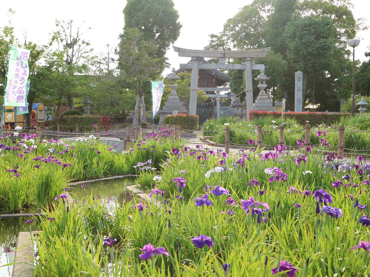 เทศกาลดอกไอริสญี่ปุ่นที่สวนมันโยและสวนทาคามัตสึ