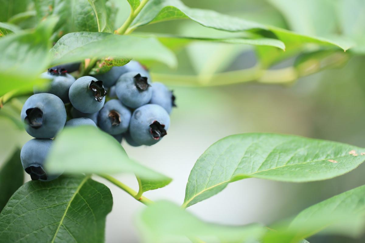 藍莓小徑　摘藍莓