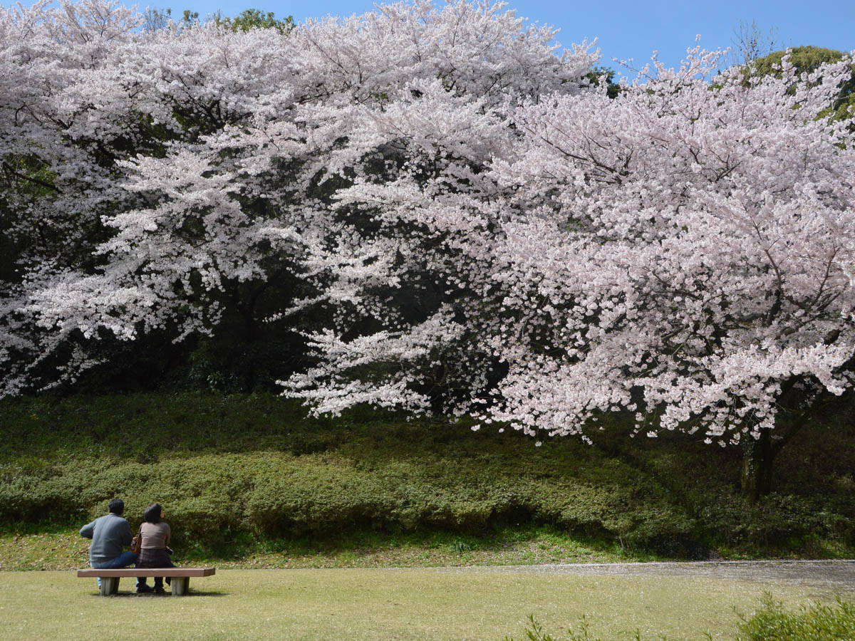 Mt. Komaki Cherry Blossom Festival