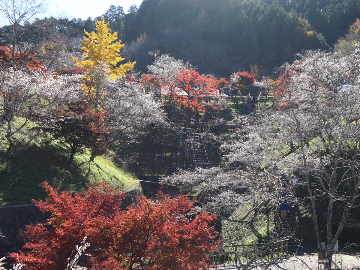 ซากุระสี่ฤดู ชิกิซากุระ - สวนโอบาระฟุเรไอ