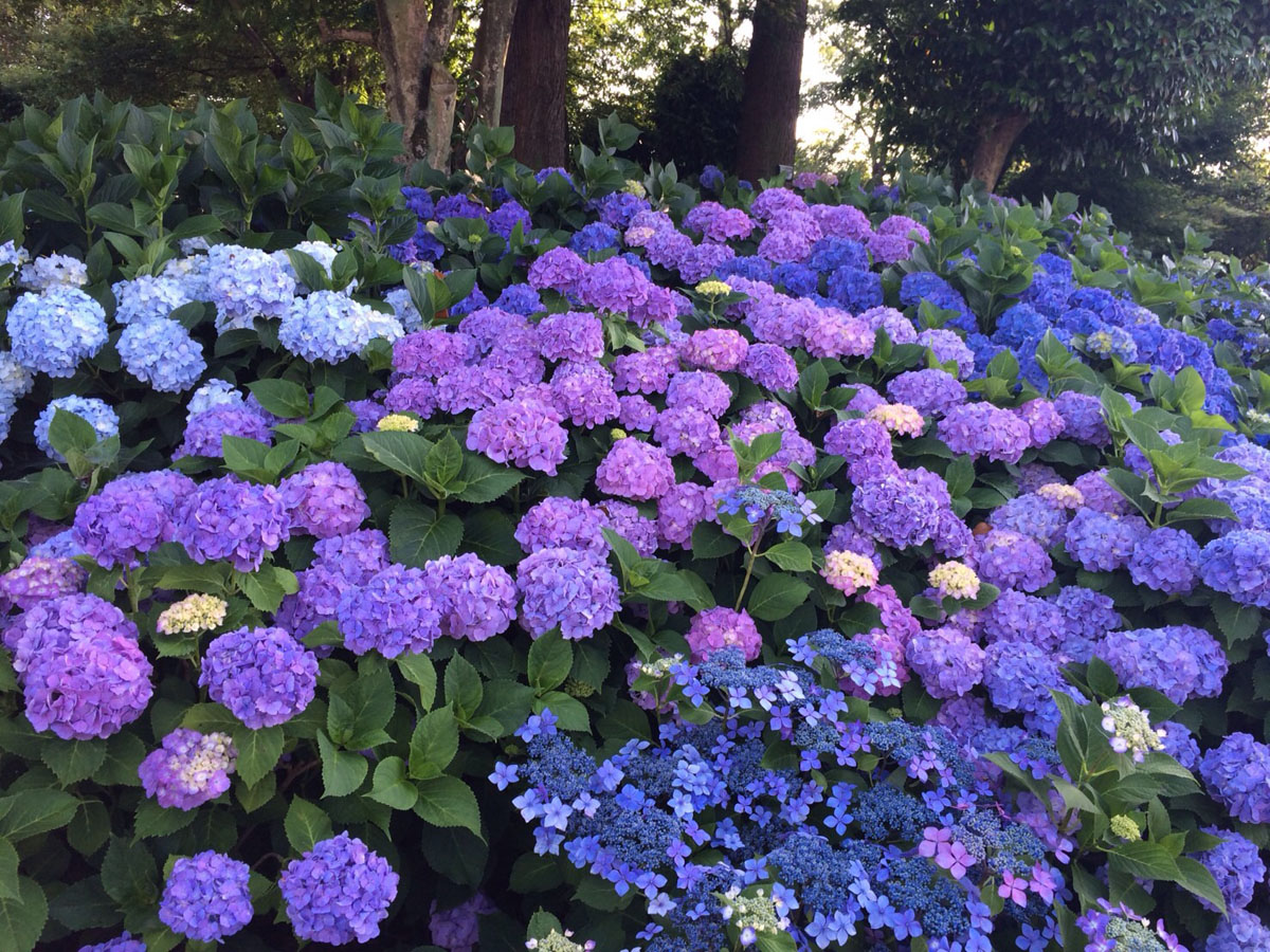 Inazawa Hydrangea Festival Inazawa Ajisai Matsuri Inazawa City Aichi Prefecture Official Site Sightseeing Information Directions Parking Details Aichinow Official Site For Tourism Aichi