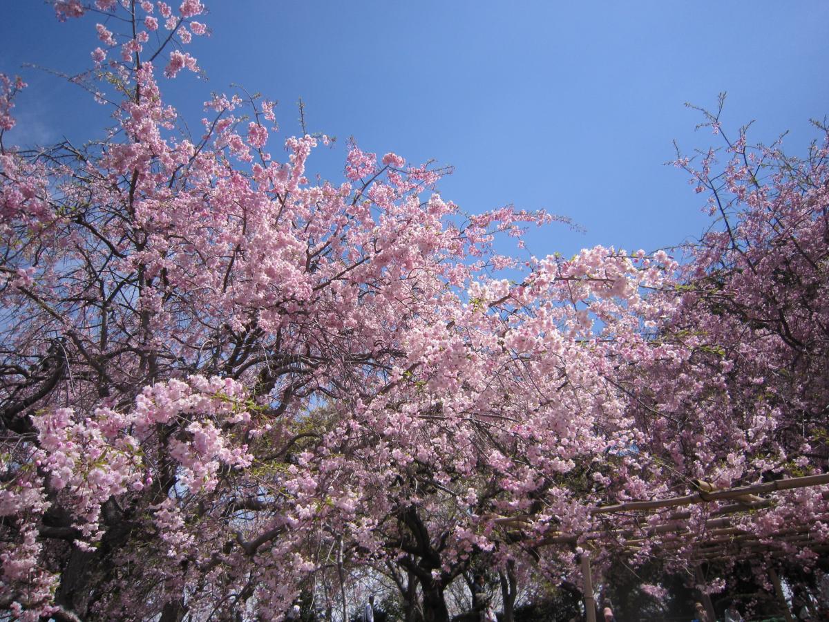 21年中止 幸田しだれ桜まつり 公式 愛知県の観光サイトaichi Now